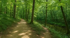 Lick Creek Trail A Serene Journey Through Nature in Mark Twain State Park