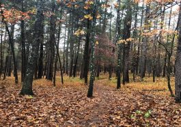 White Oak Trail The Hidden Gem for Wildlife Lovers and Adventure Seekers