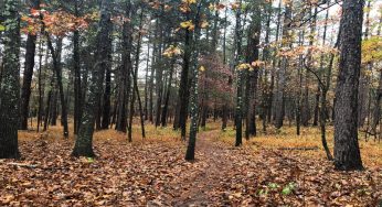 White Oak Trail: The Hidden Gem for Wildlife Lovers and Adventure Seekers