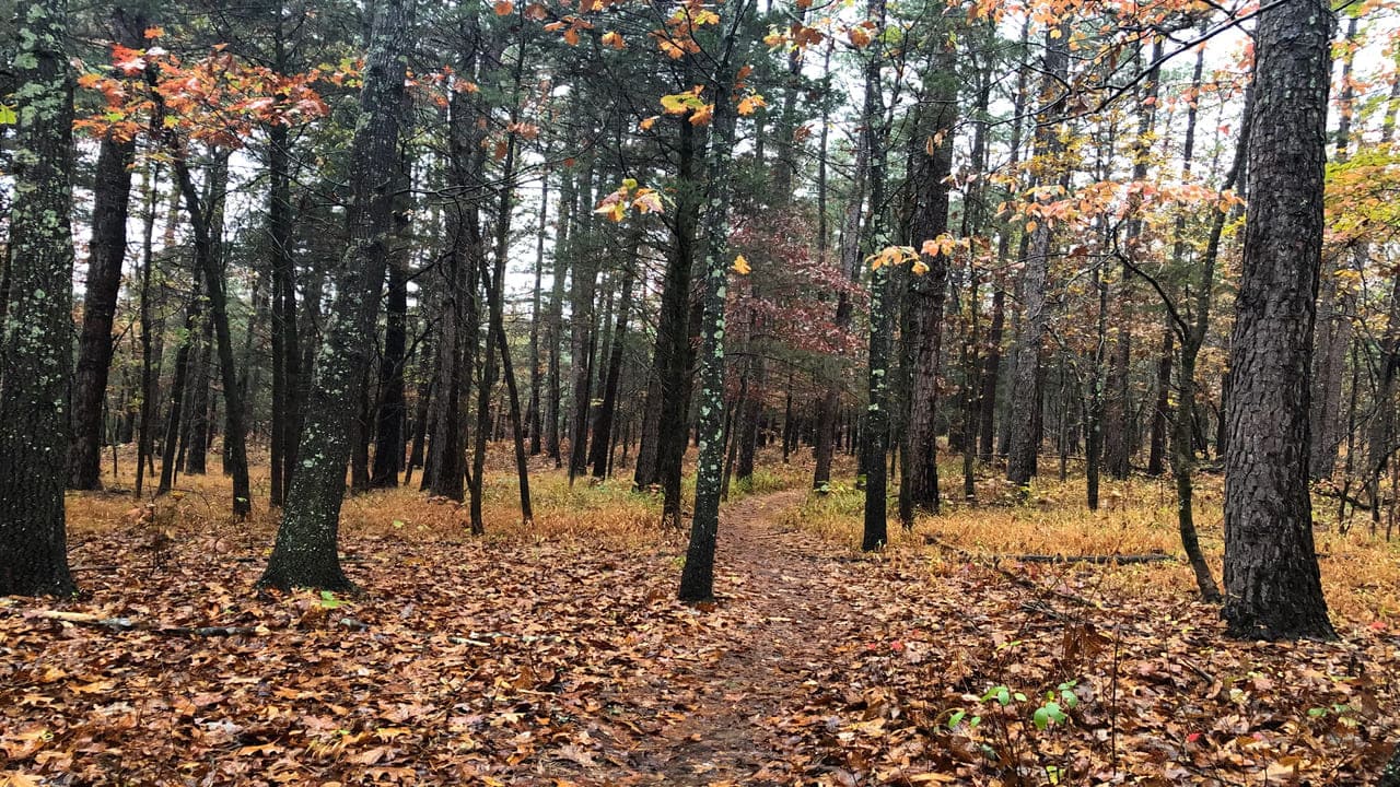 White Oak Trail The Hidden Gem for Wildlife Lovers and Adventure Seekers