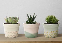 Ilustrasi Tanaman Sukulen