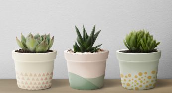 The Cutest Souvenir Trend How Mini Succulent Plants Are Winning Everyone’s Heart