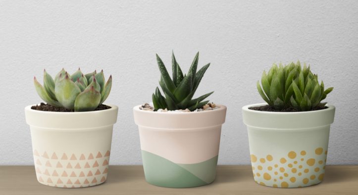The Cutest Souvenir Trend How Mini Succulent Plants Are Winning Everyone’s Heart